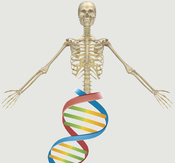 Gazit Skeletal Biotech Lab